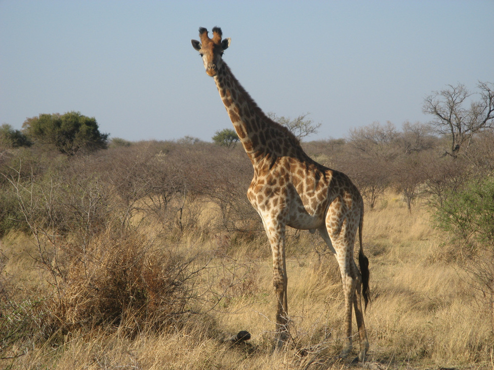 Ботсвана, Жирафите в парка
